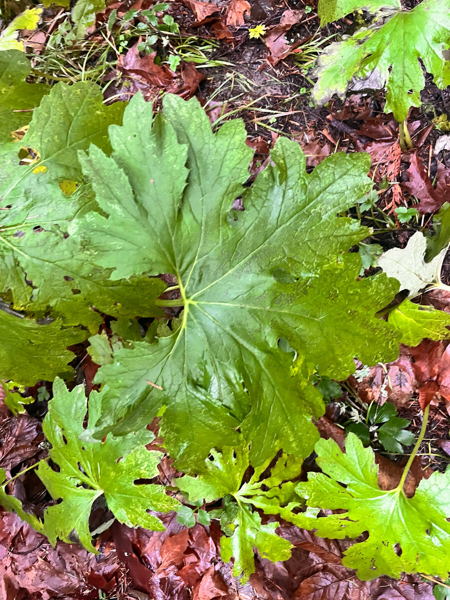 Petasites frigidus var. palmatus (Arctic sweet coltsfoot) — photo
