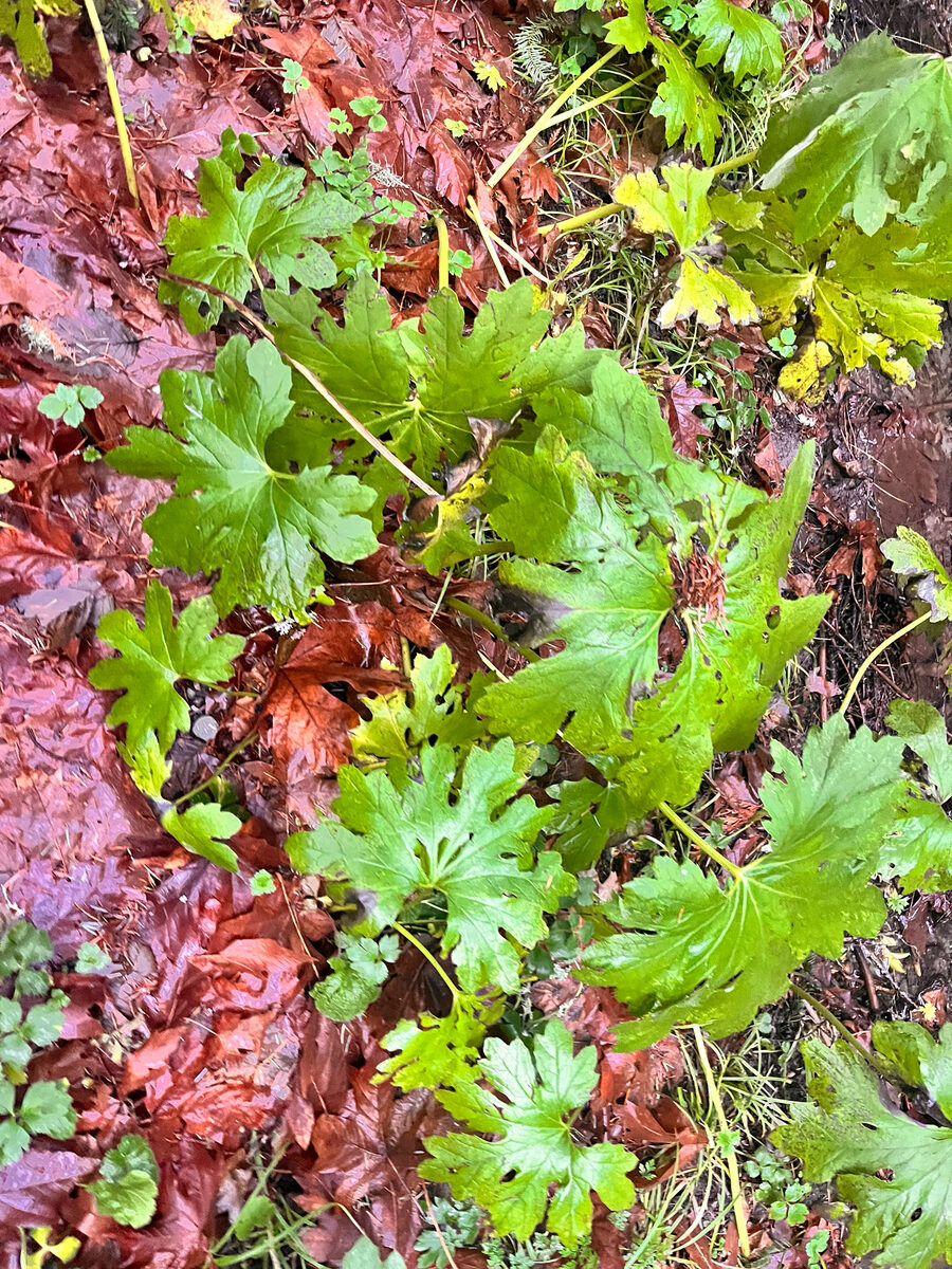 Petasites frigidus var. palmatus (Arctic sweet coltsfoot) — photo