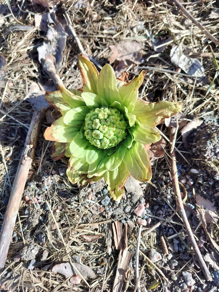 Petasites japonicus subsp. giganteus — photo