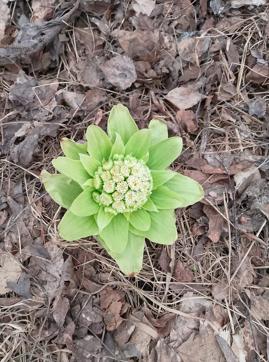 Petasites japonicus subsp. giganteus — photo
