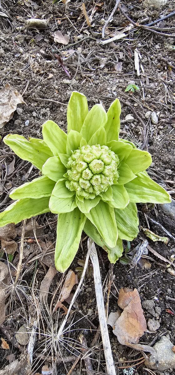 Petasites japonicus subsp. giganteus
