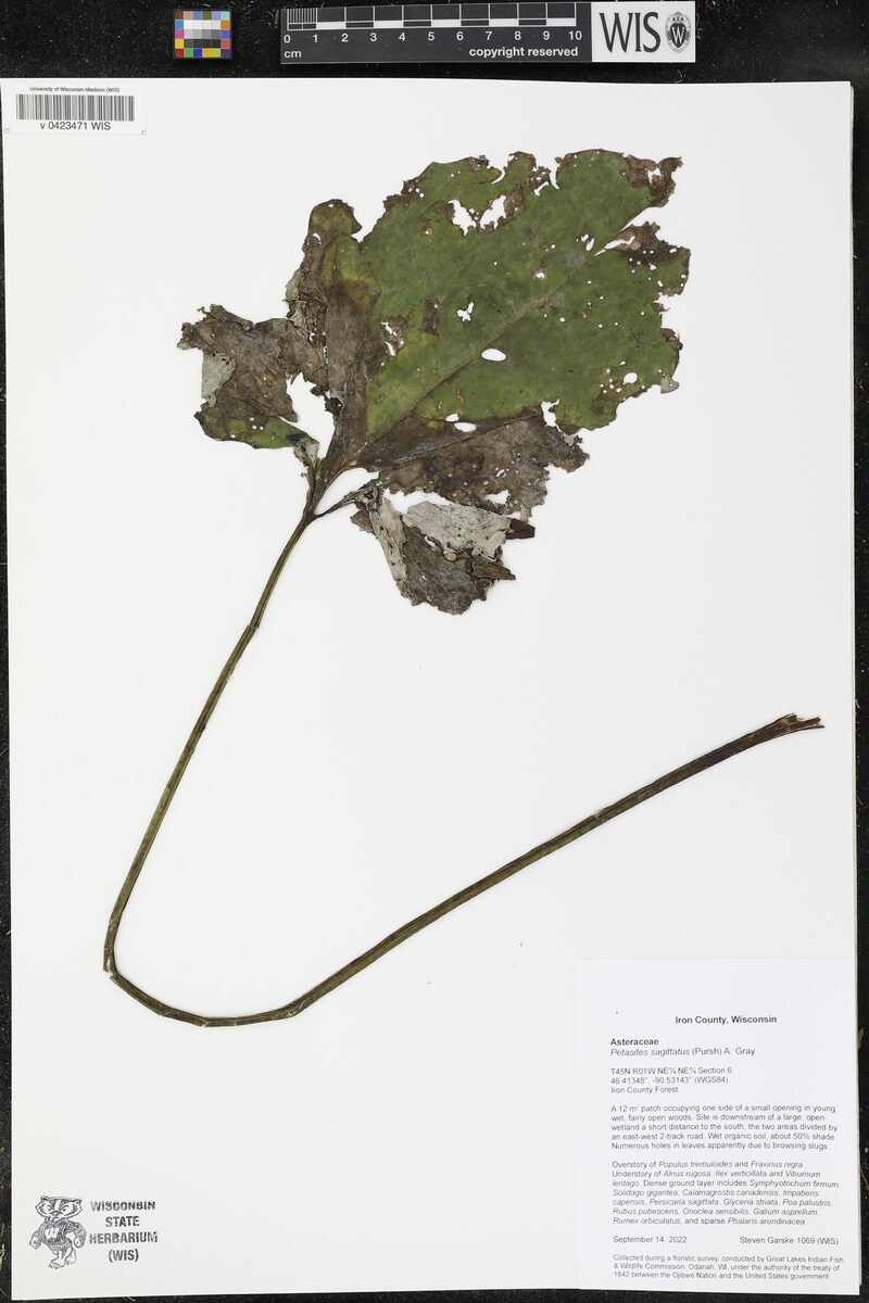 Petasites saggitatus - (Banks.)Gray. (Arrowleaf Sweet Coltsfoot) — photo