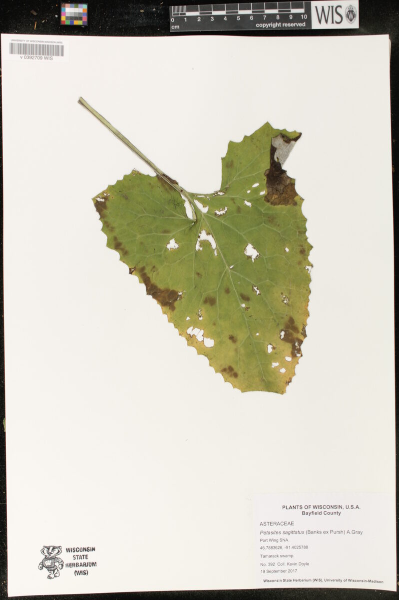 Petasites saggitatus - (Banks.)Gray. (Arrowleaf Sweet Coltsfoot) — photo