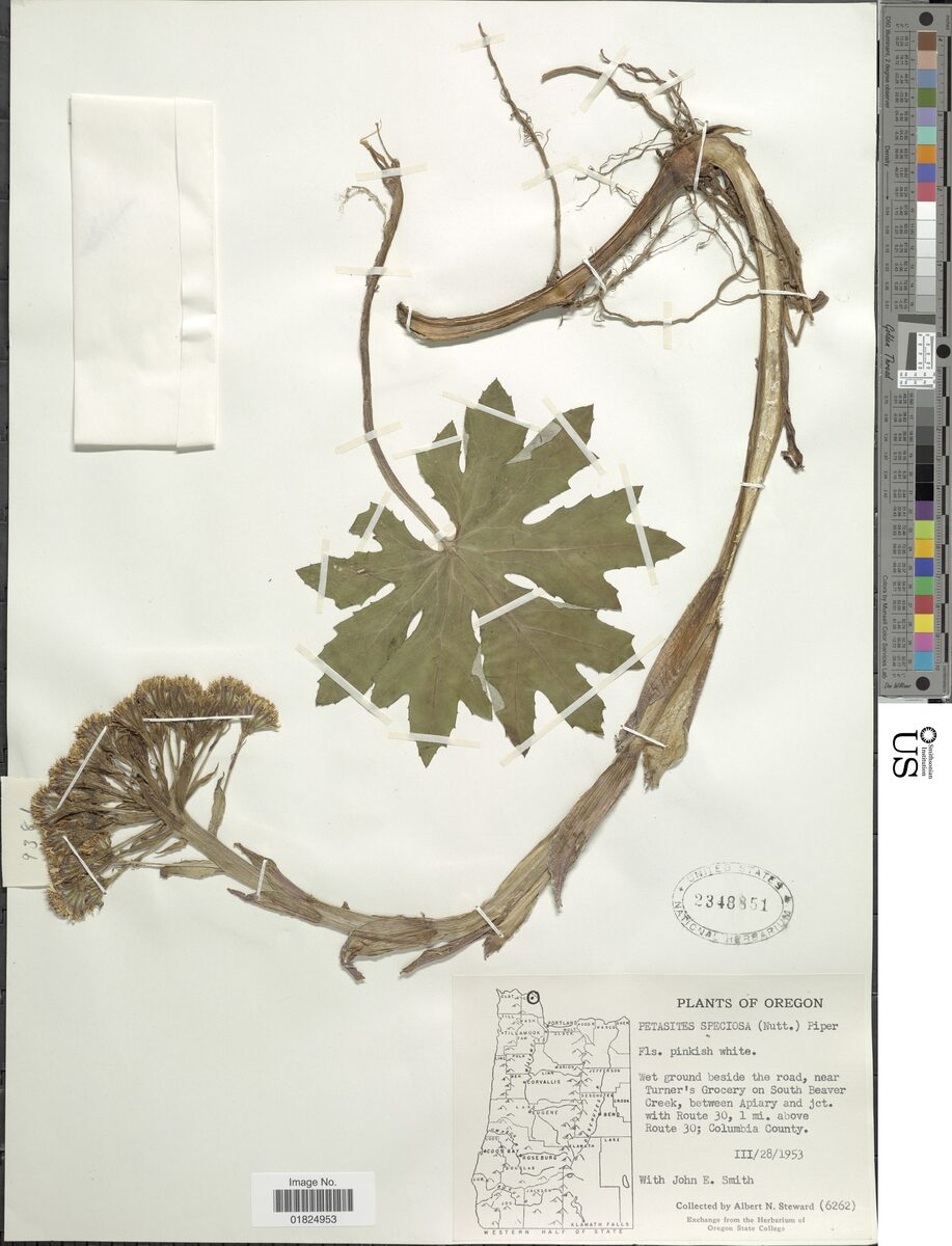 Petasites speciosa - (Nutt.)Piper. — photo
