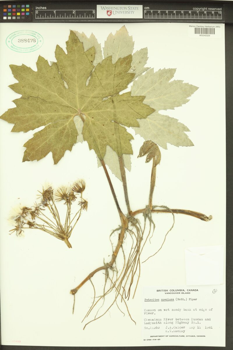 Petasites speciosa - (Nutt.)Piper.