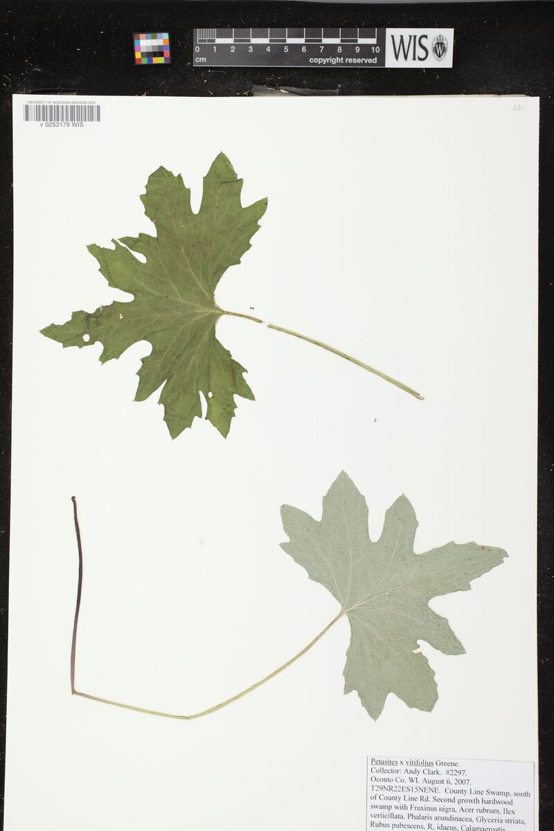 Petasites vitifolius (Arctic sweet coltsfoot) — photo