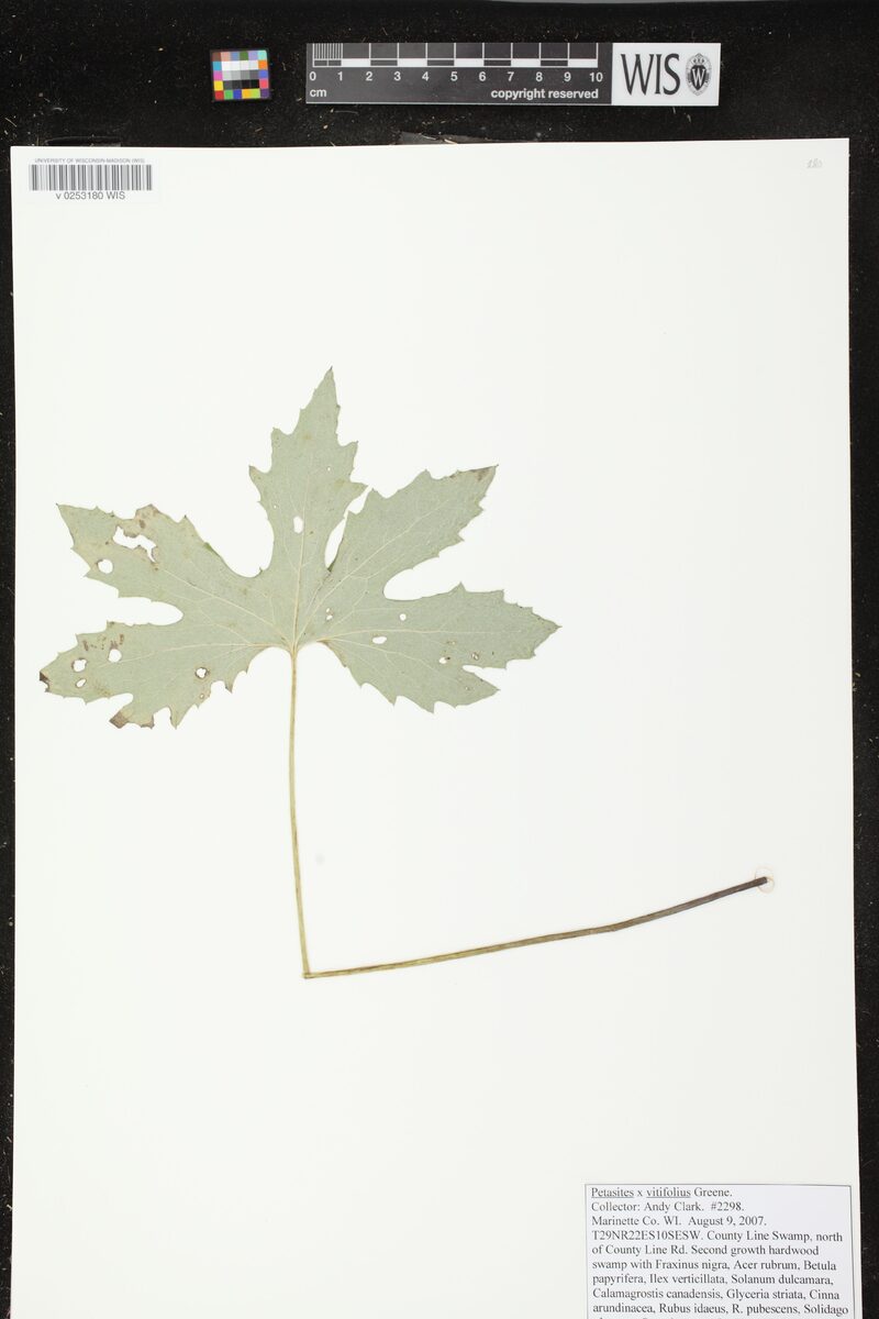 Petasites vitifolius (Arctic sweet coltsfoot) — photo
