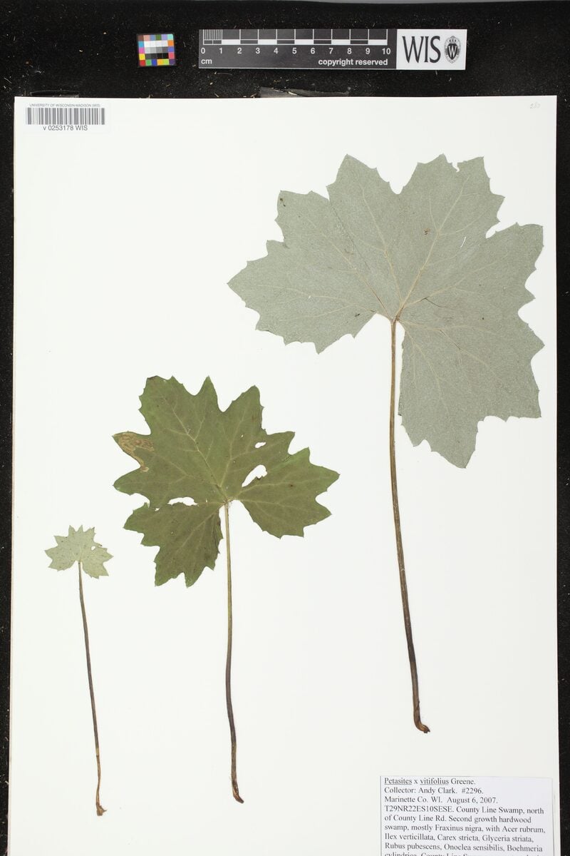 Petasites vitifolius