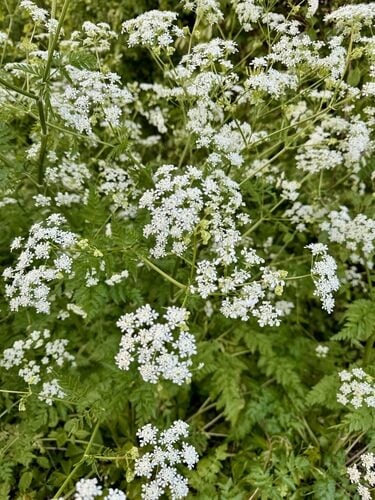 Parsley