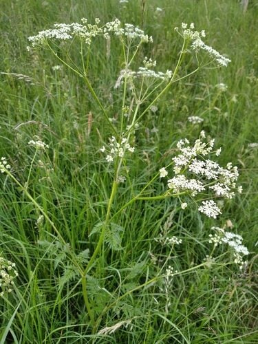 Petroselinum crispum — photo 3