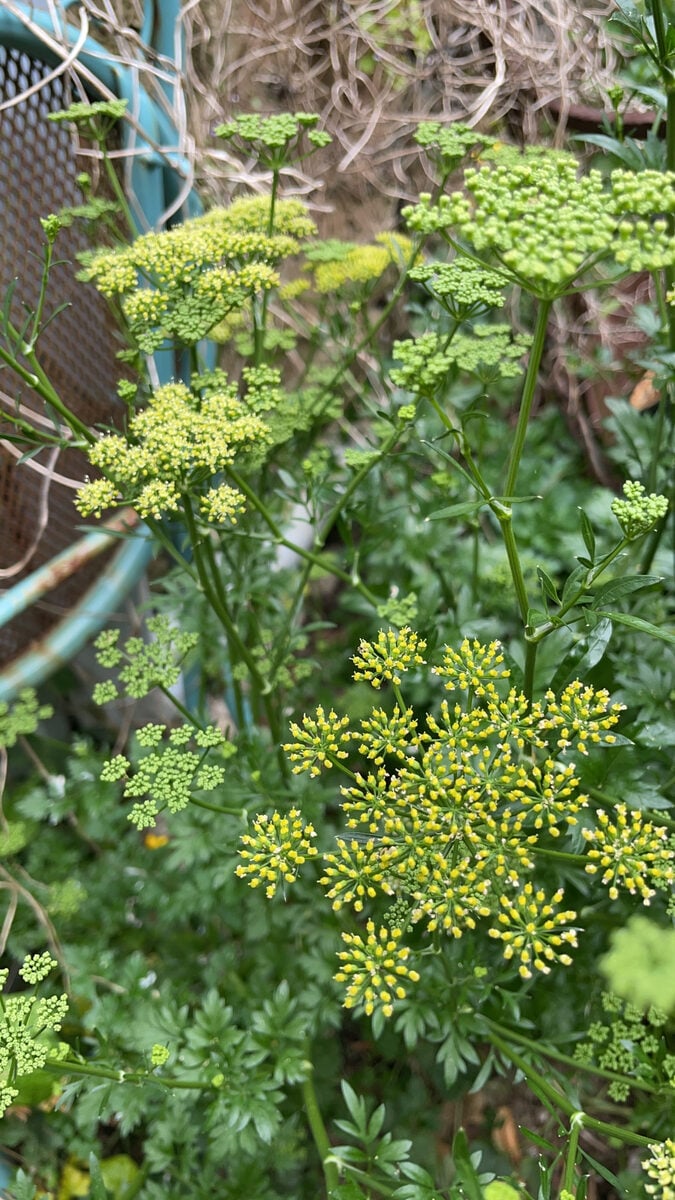 Petroselinum crispum — photo 2