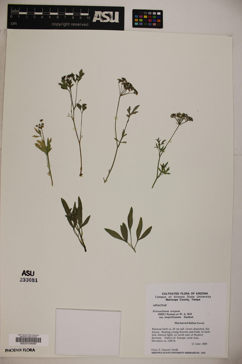 Petroselinum crispum var. neapolitanum (Italian parsley) — photo