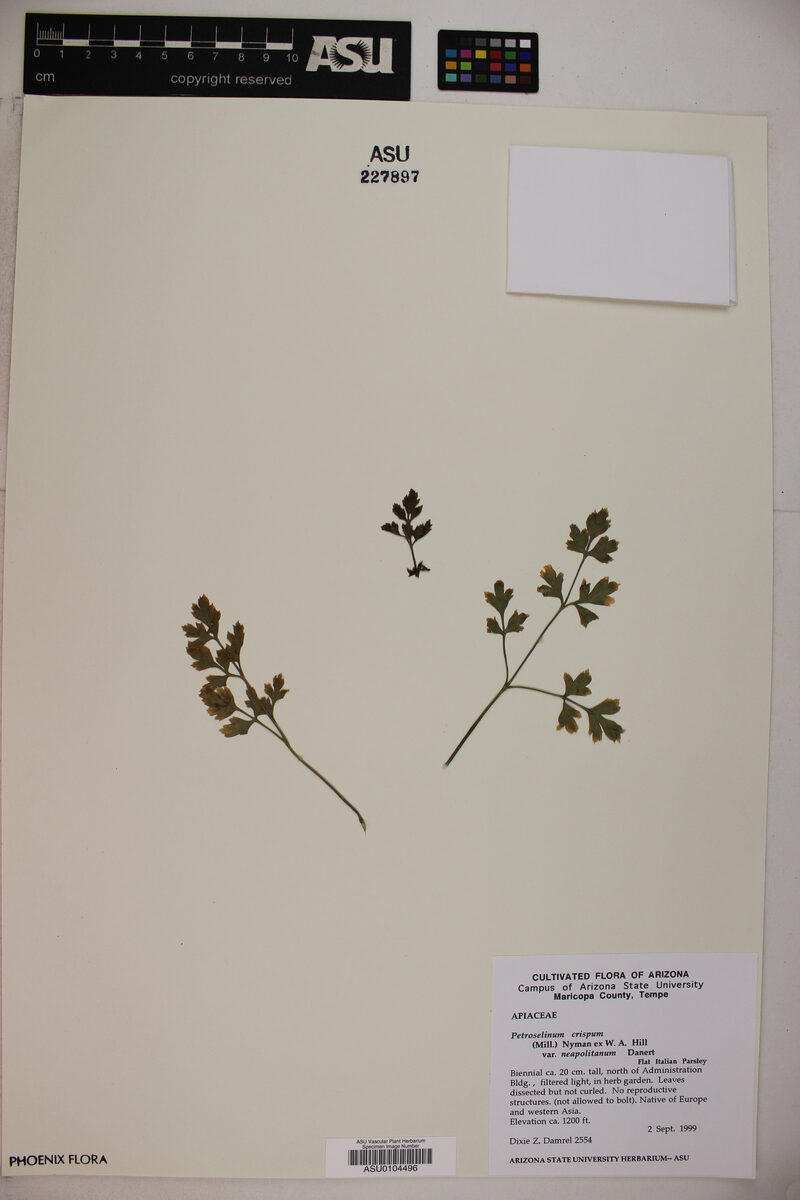 Petroselinum crispum var. neapolitanum (Italian parsley) — photo