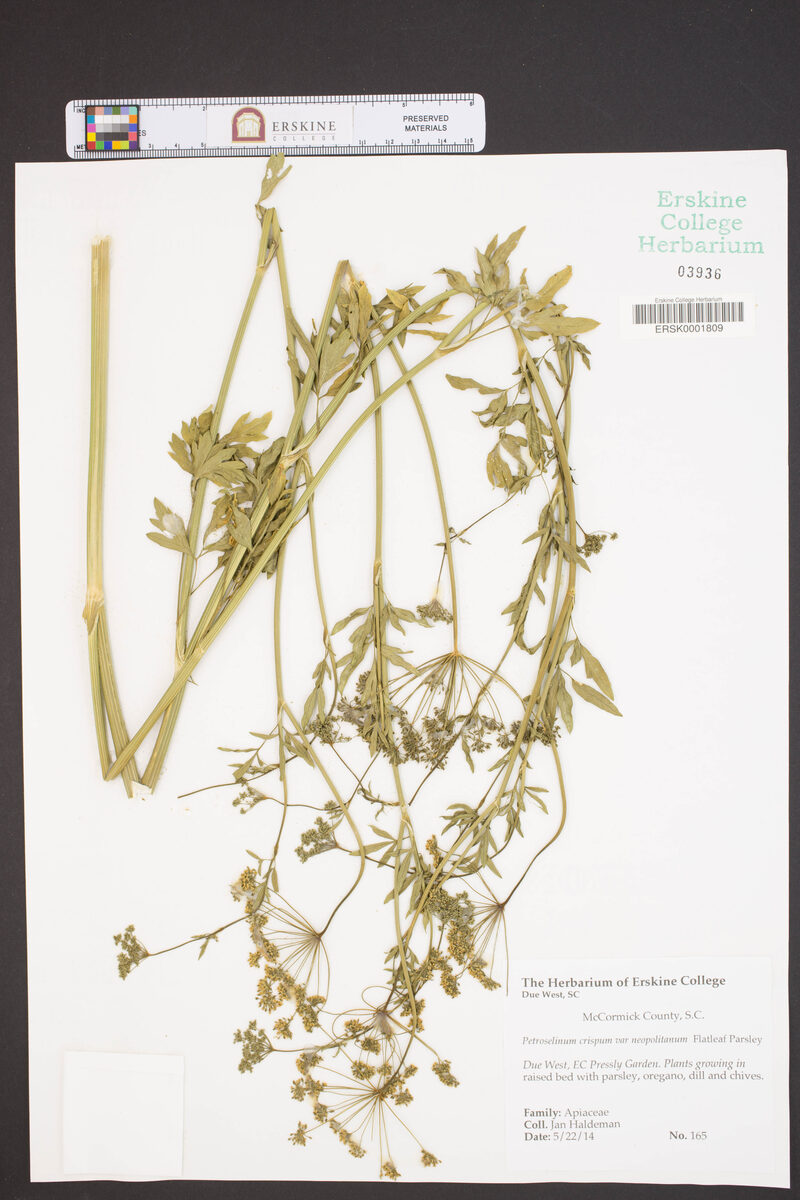 Petroselinum crispum var. neapolitanum