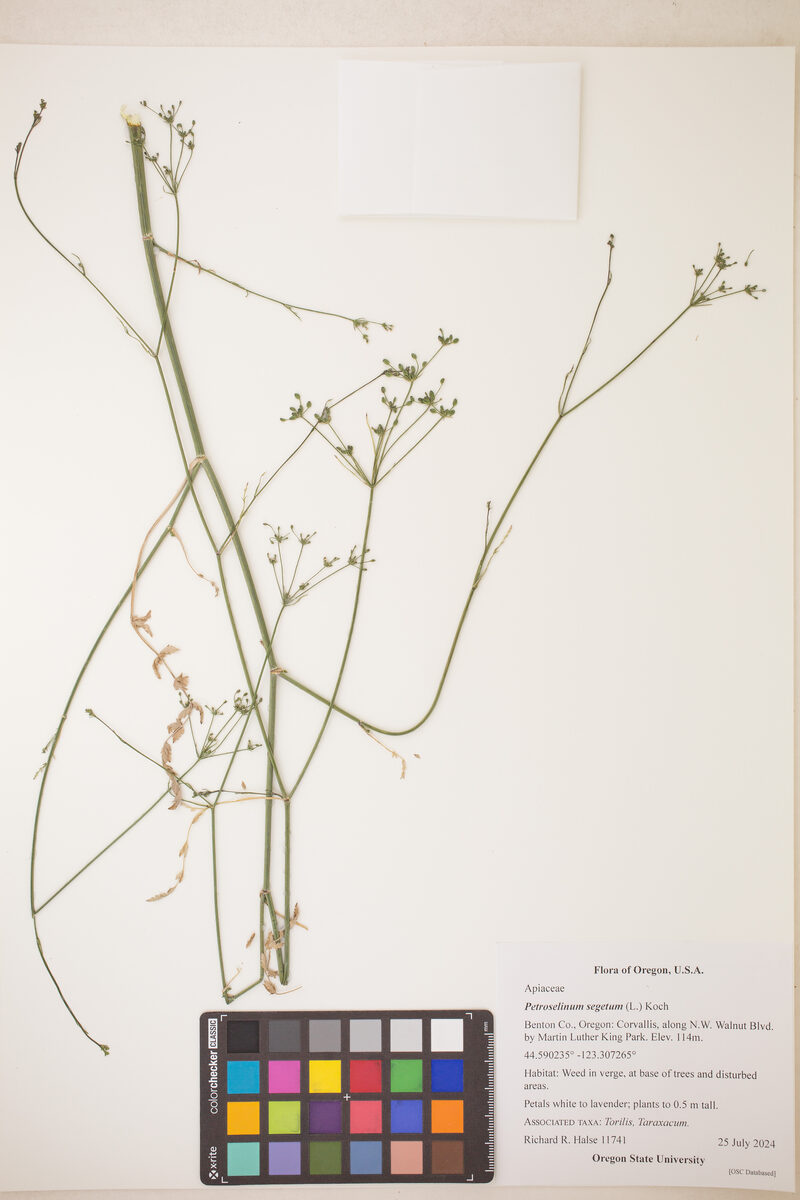 Petroselinum segetum - (L.)Koch. (Corn Caraway) — photo