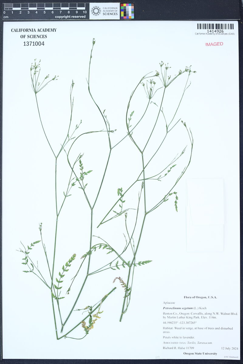 Petroselinum segetum - (L.)Koch. (Corn Caraway) — photo