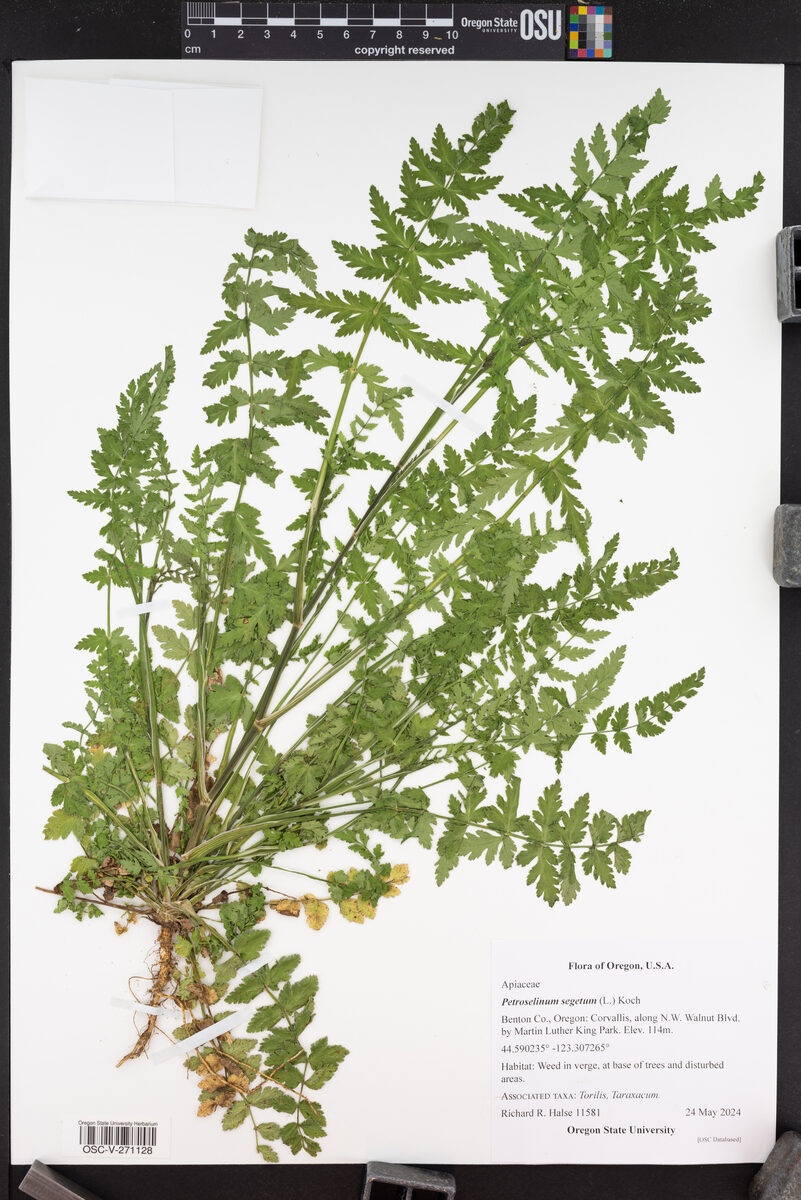 Petroselinum segetum - (L.)Koch.