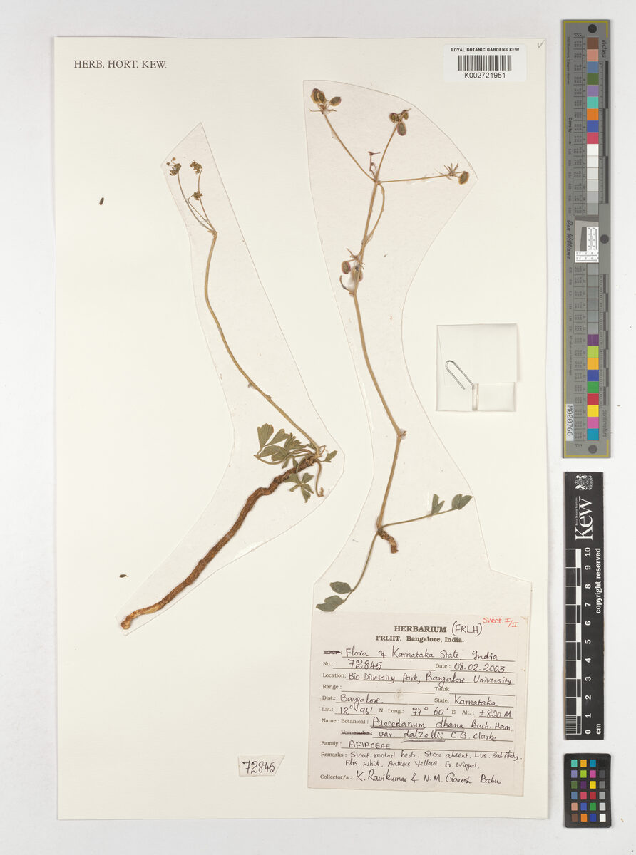 Peucedanum dhana (Hill carrot) — photo