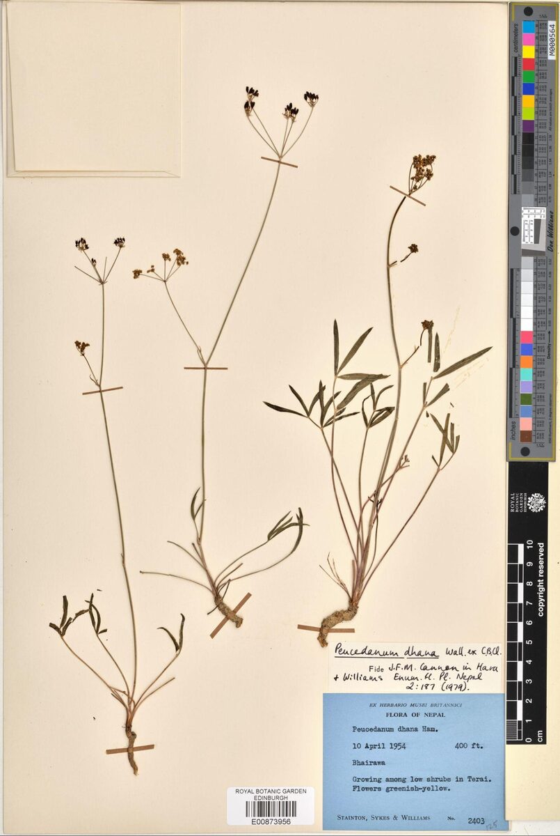 Peucedanum dhana (Hill carrot) — photo