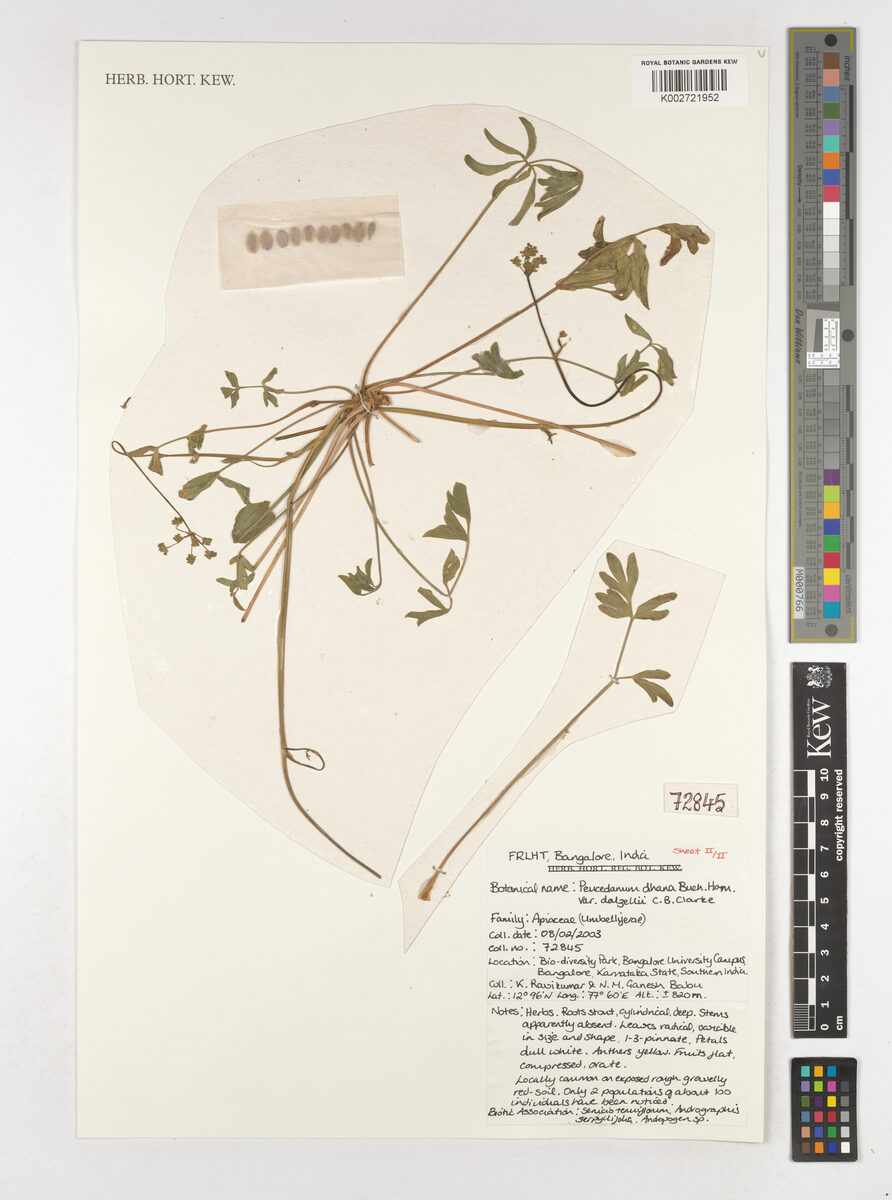 Peucedanum dhana