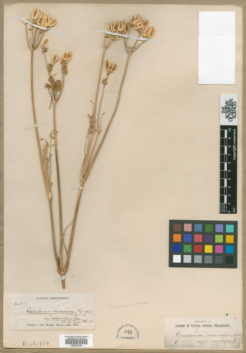 Peucedanum eurycarpum