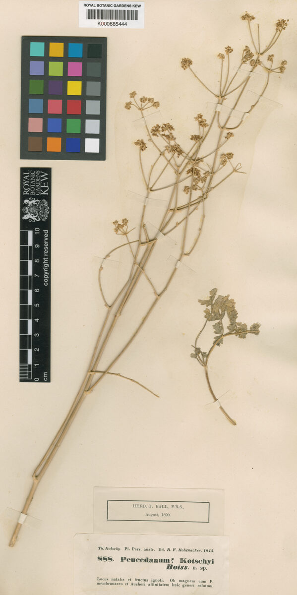 Peucedanum kotschyi