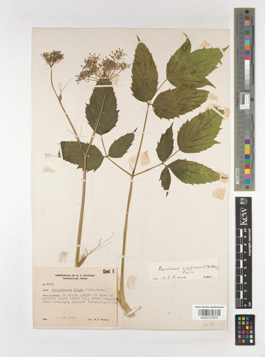 Peucedanum nagpurense — photo