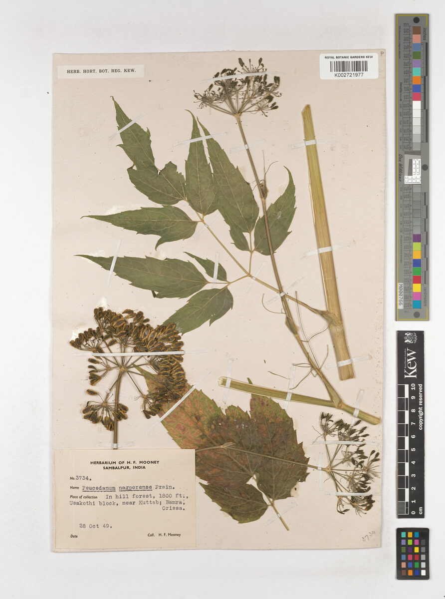 Peucedanum nagpurense — photo