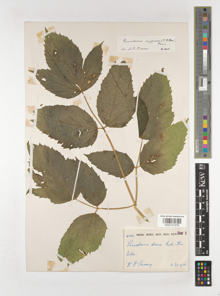 Peucedanum nagpurense