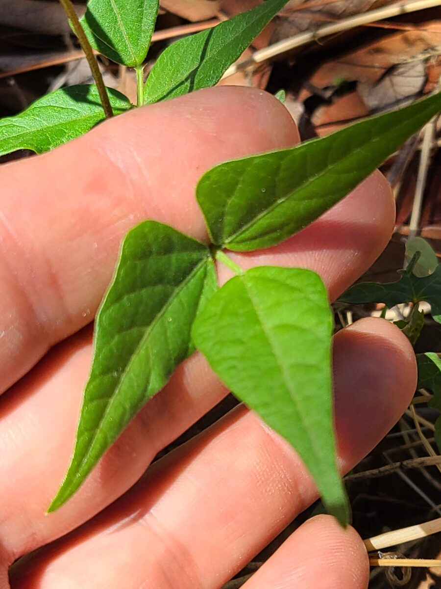 Phaseolus acutifolius var. acutifolius (Sharpleaf Tepary Bean) — photo