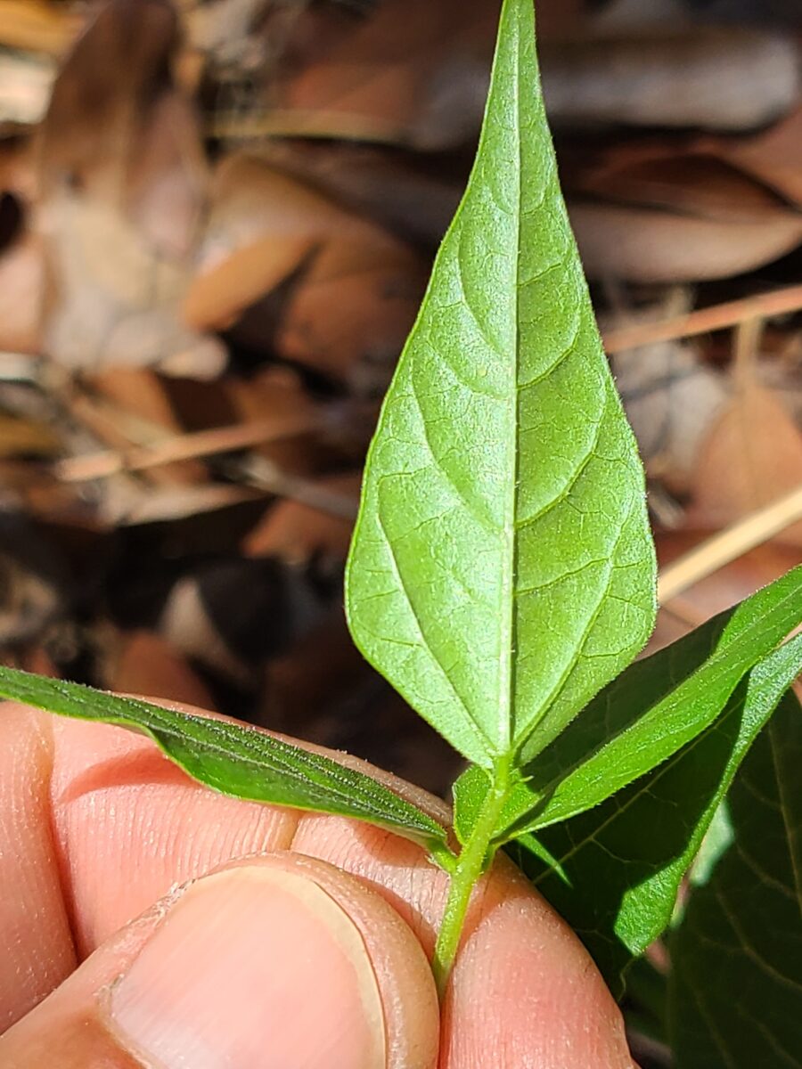 Phaseolus acutifolius var. acutifolius (Sharpleaf Tepary Bean) — photo