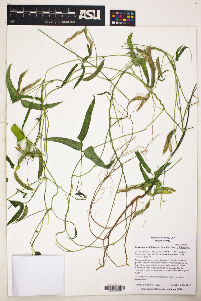 Phaseolus acutifolius var. latifolius (Wild tepary bean) — photo
