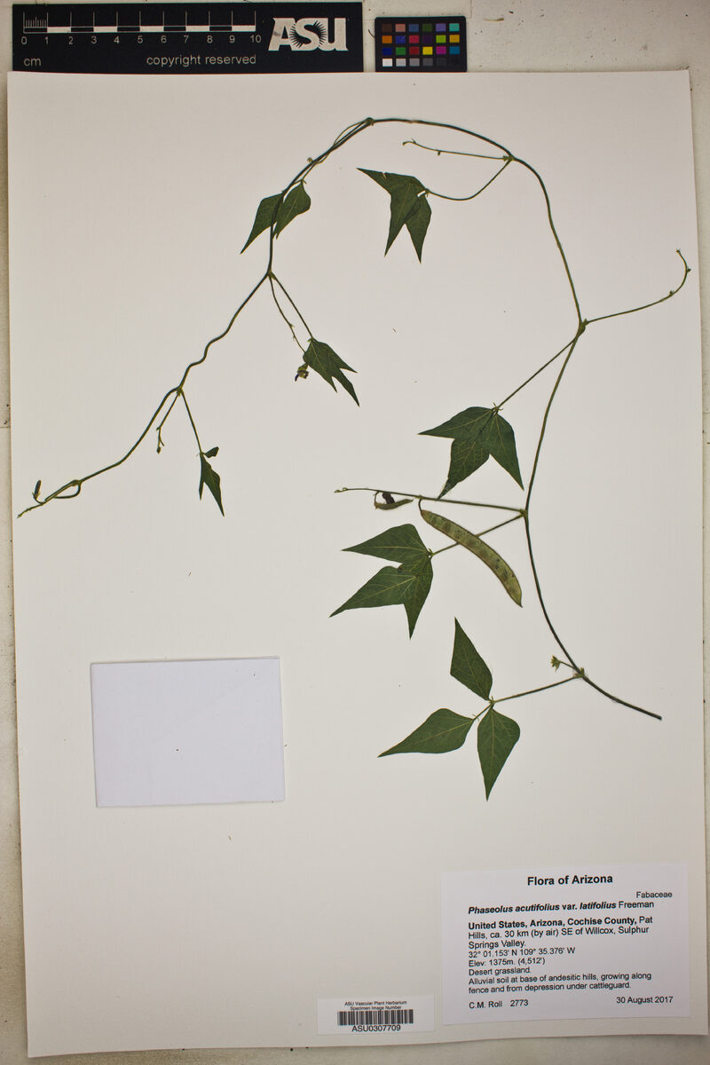 Phaseolus acutifolius var. latifolius (Wild tepary bean) — photo