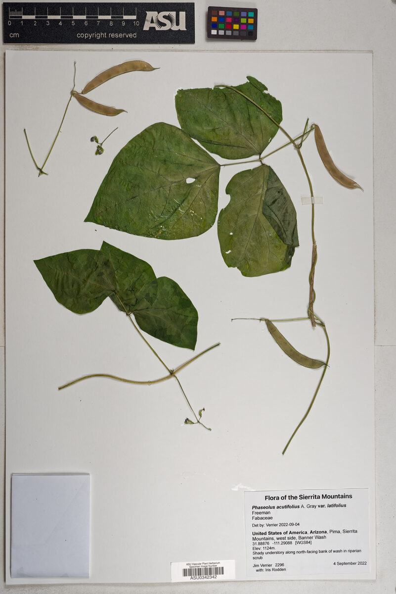 Phaseolus acutifolius var. latifolius