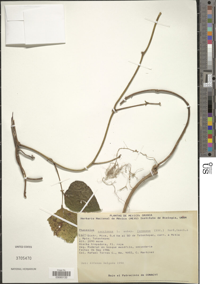 Phaseolus coccineus subsp. formosus — photo