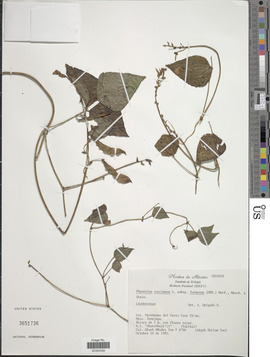 Phaseolus coccineus subsp. formosus — photo