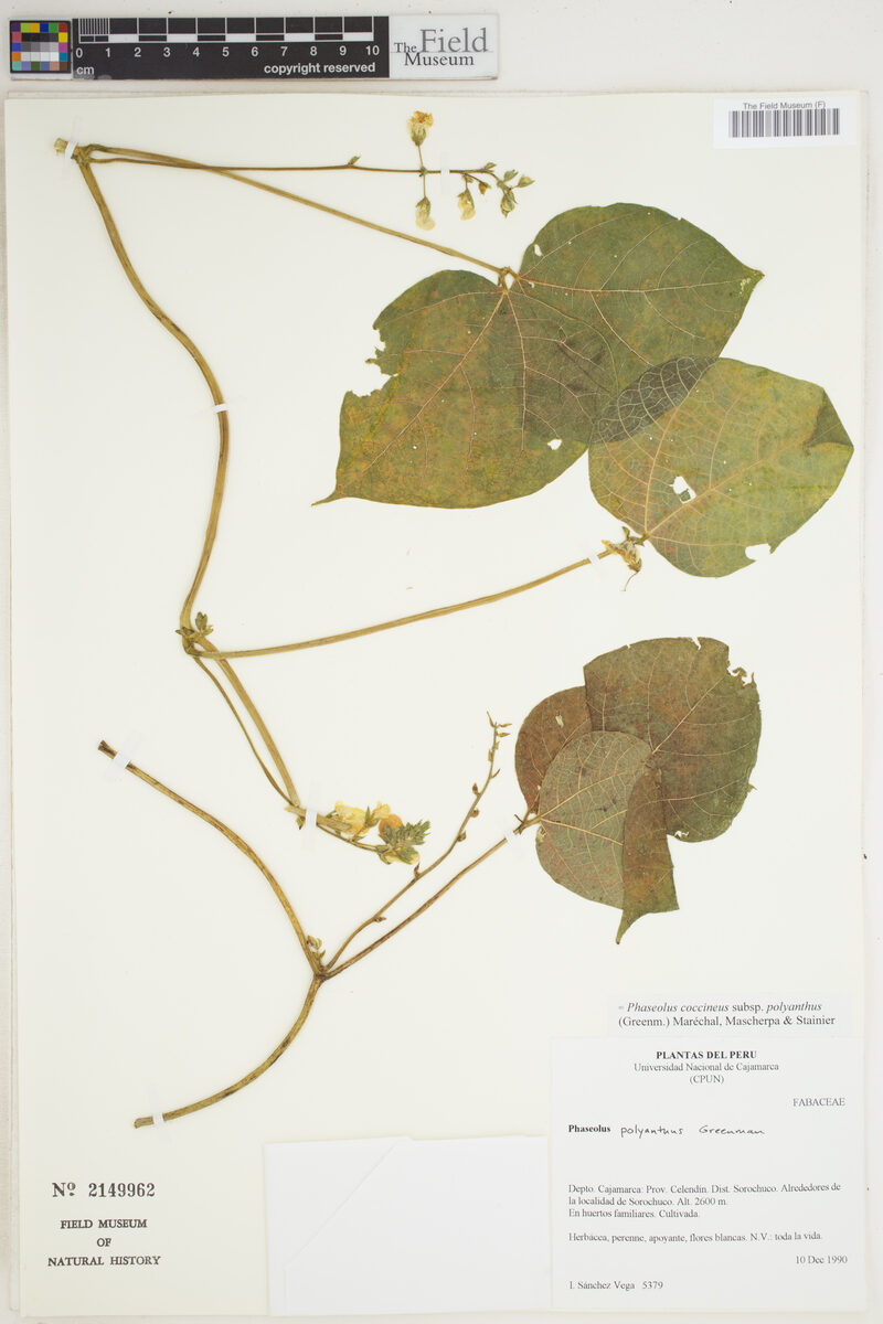 Phaseolus coccineus subsp. polyanthus — photo