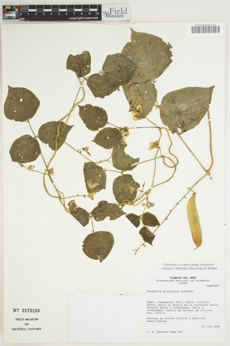 Phaseolus coccineus subsp. polyanthus — photo
