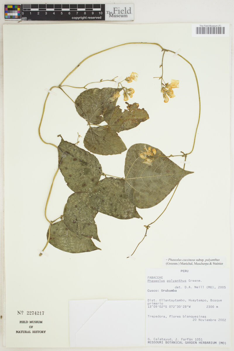 Phaseolus coccineus subsp. polyanthus