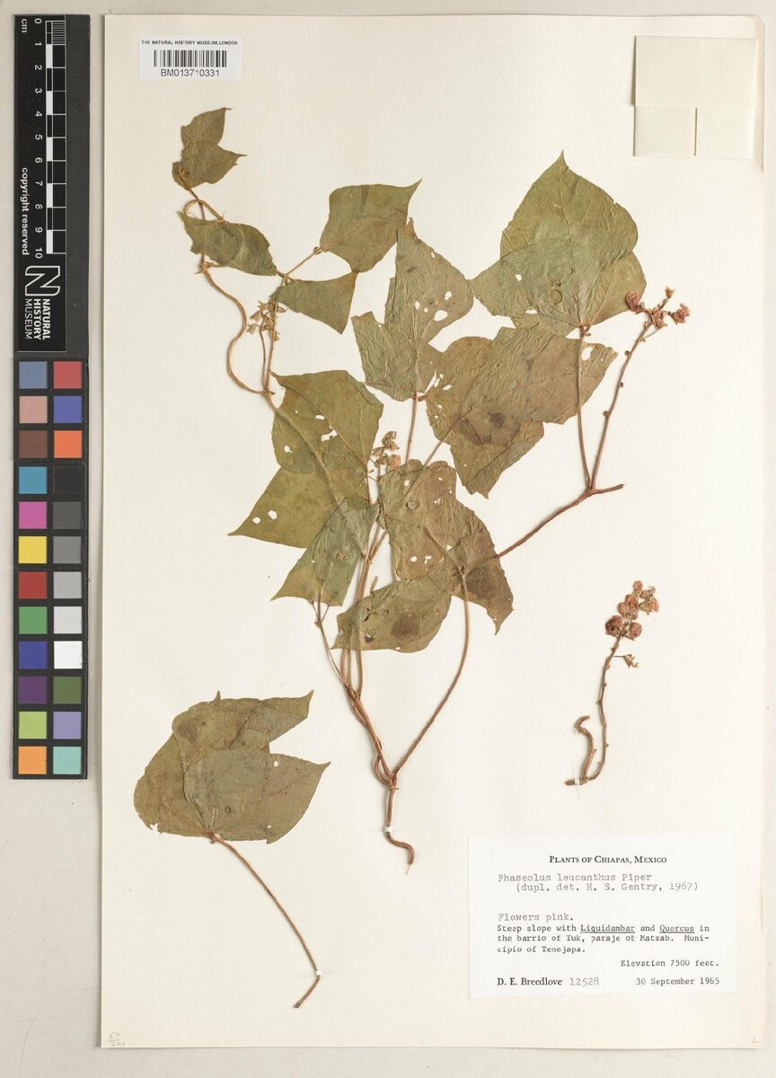 Phaseolus leucanthus