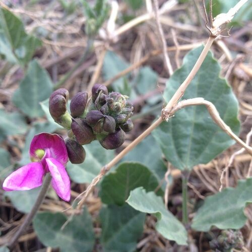 Phaseolus maculatus (Metcalfe Bean) — photo