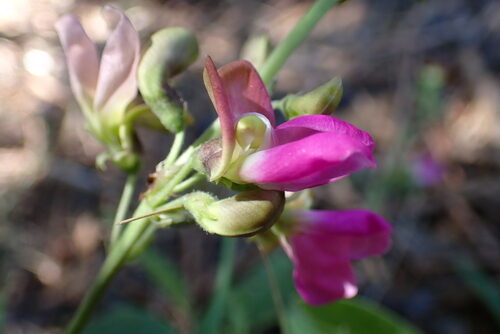 Phaseolus maculatus (Metcalfe Bean) — photo