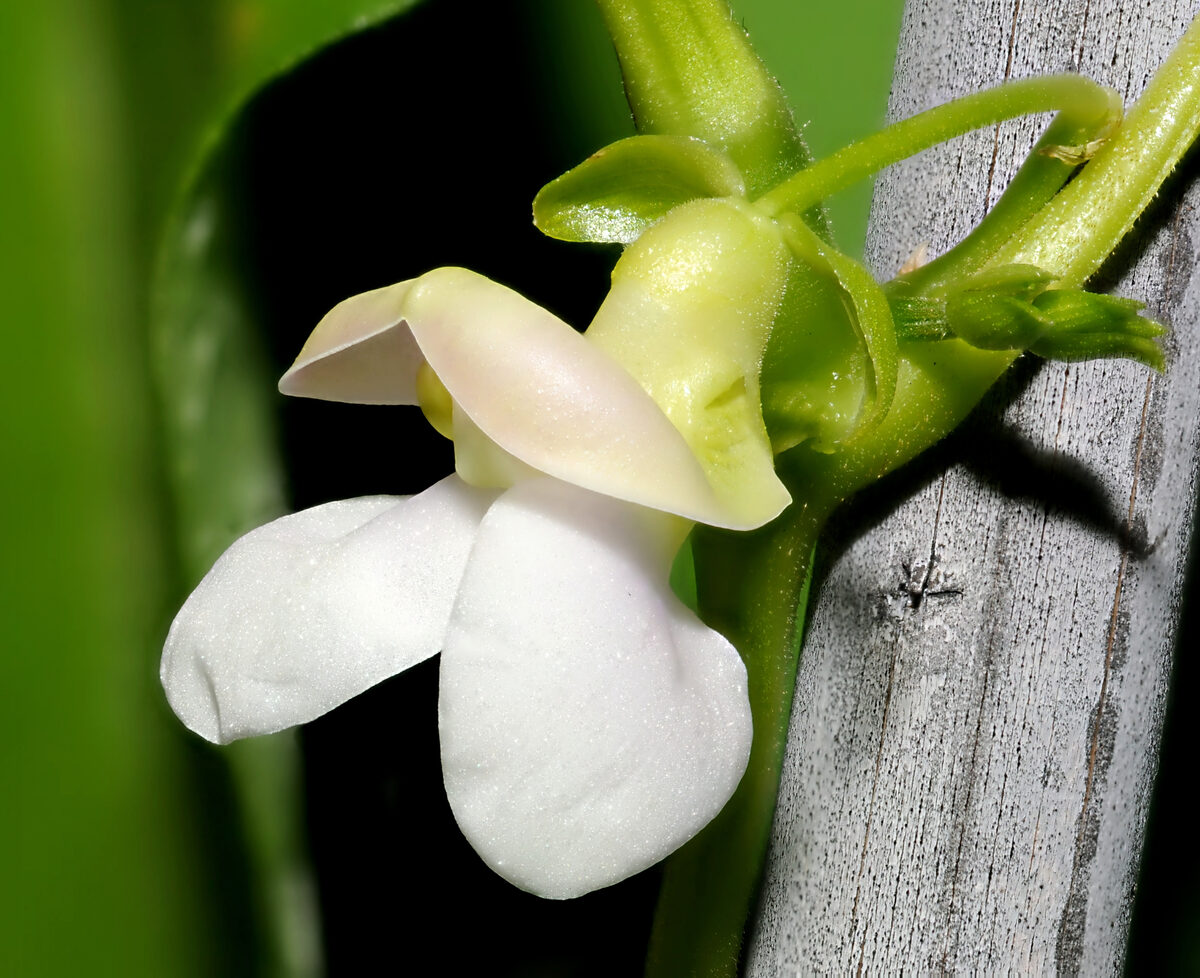Phaseolus vulgaris (Common bean) — photo