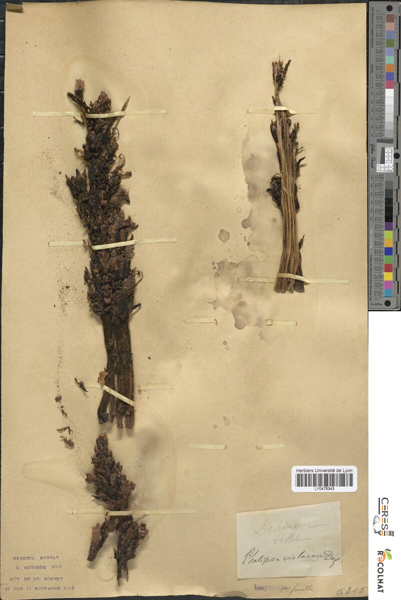 Phelypaea violacea — photo