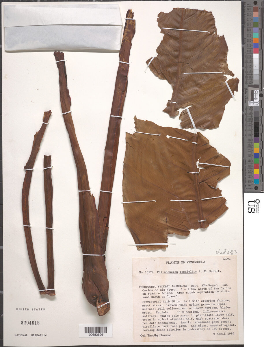 Philodendron remifolium — photo