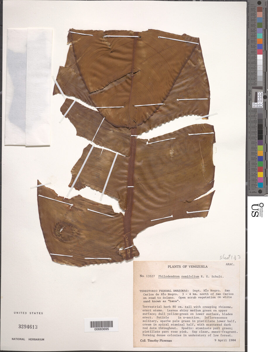 Philodendron remifolium — photo