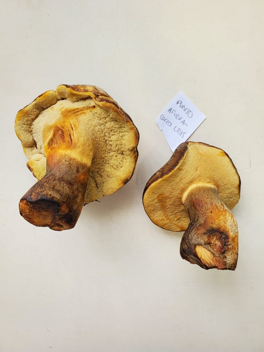 Phlebopus bruchii — photo