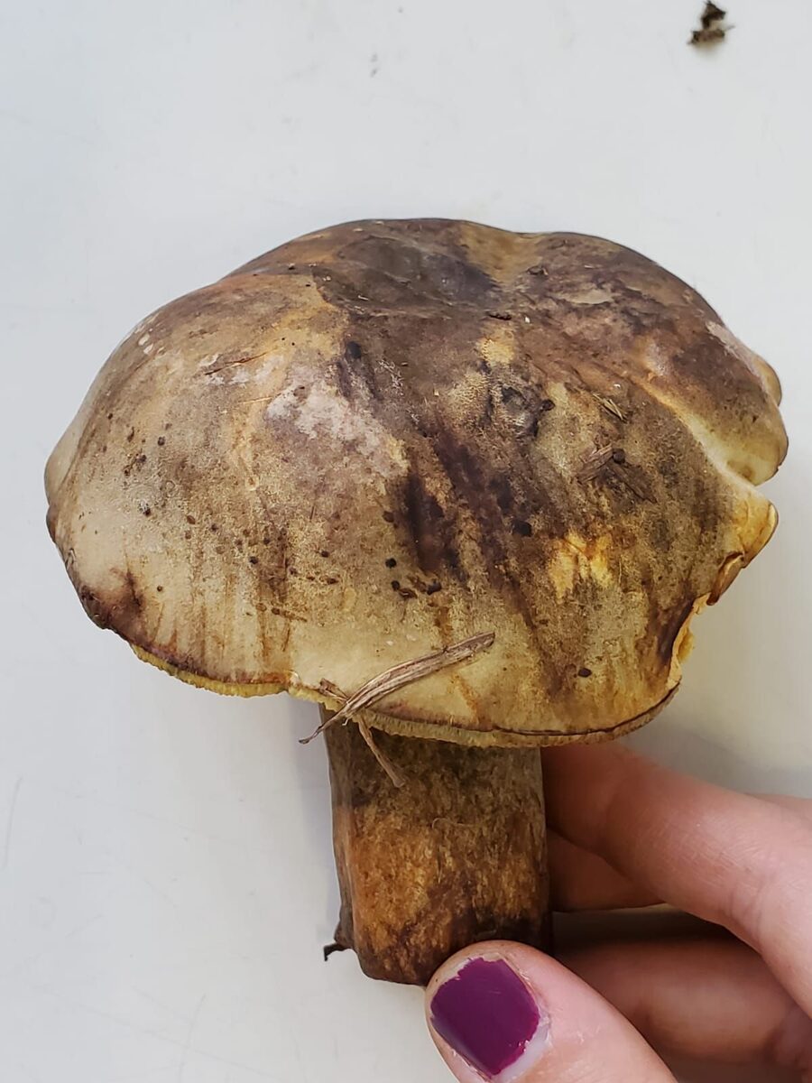 Phlebopus bruchii — photo