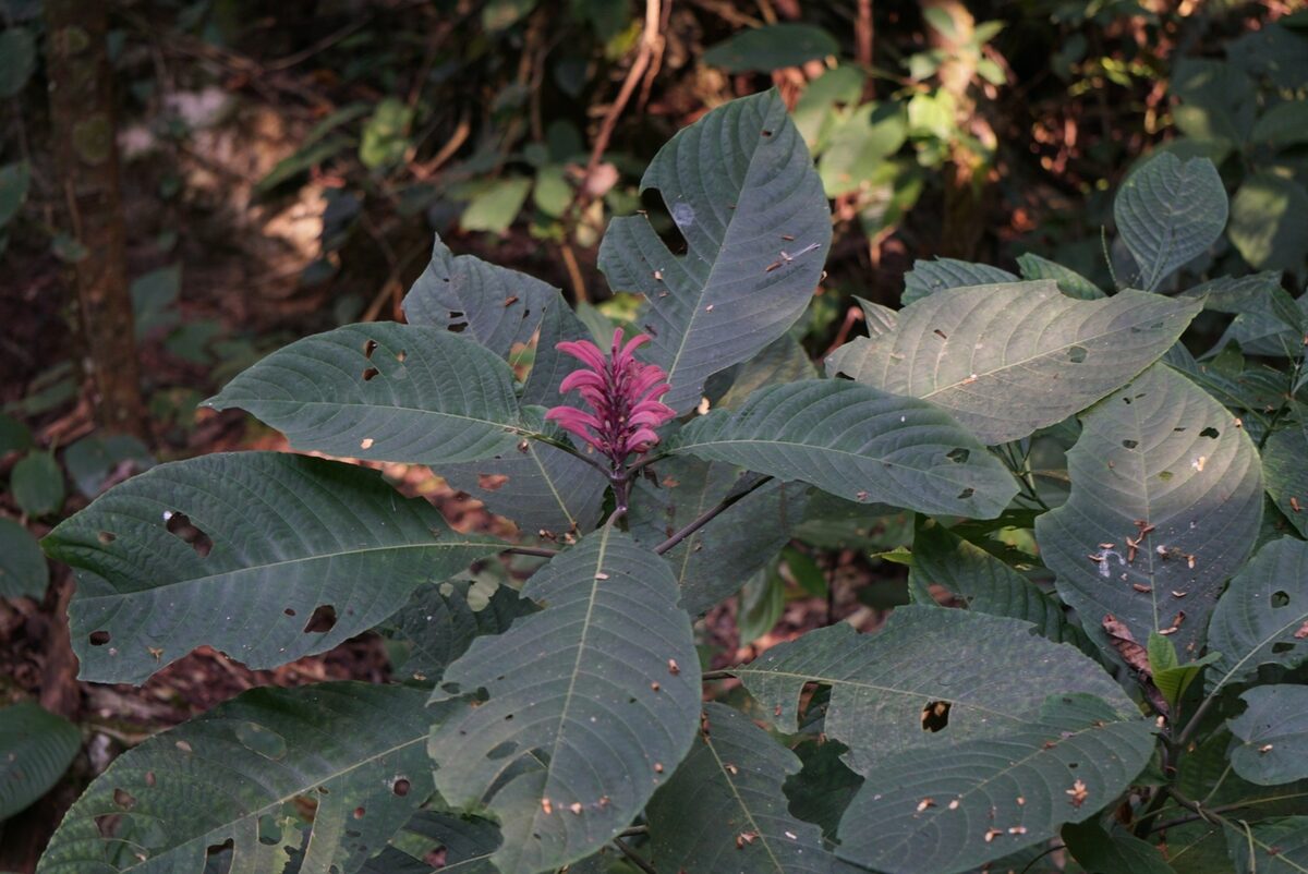 Phlogacanthus curviflorus (Wild nongmangkha) — photo