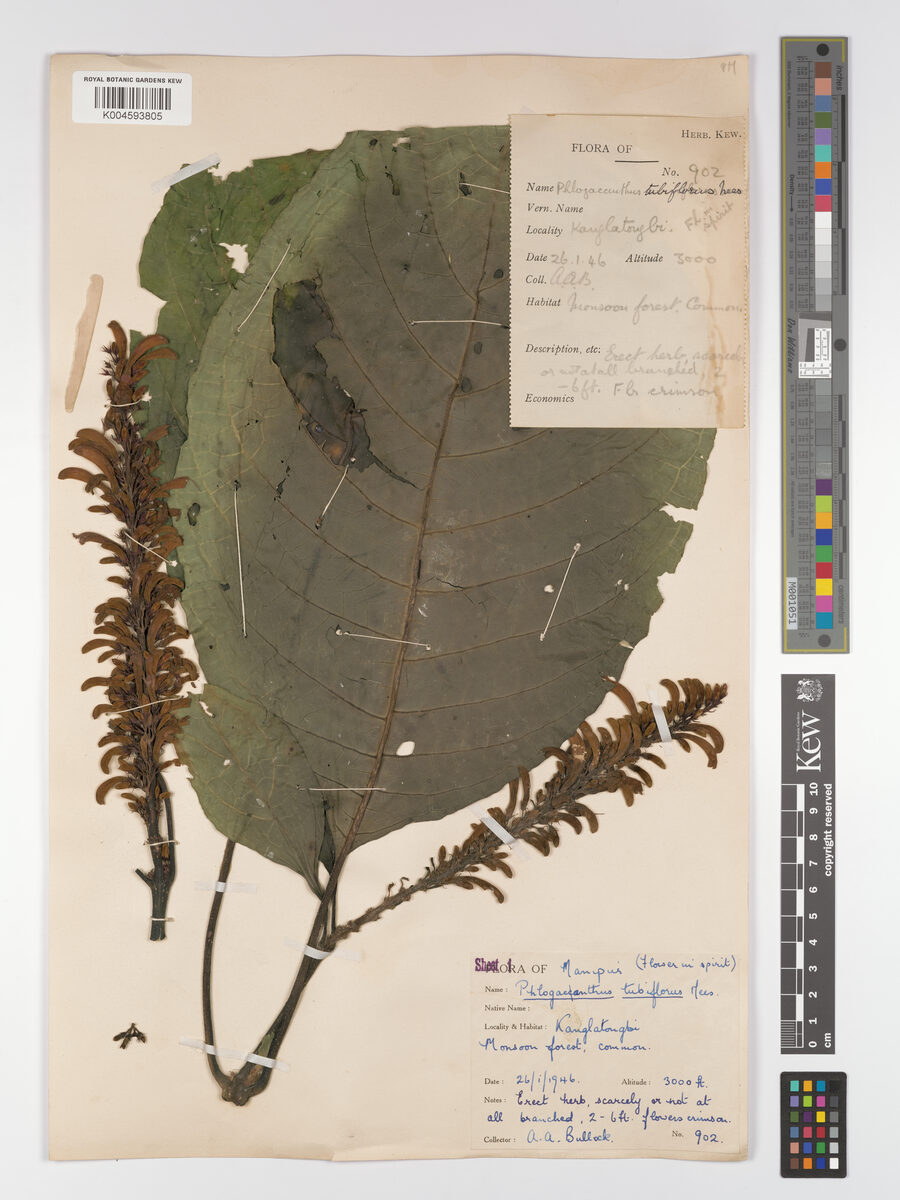Phlogacanthus tubiflorus — photo